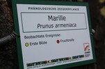 Marillenbaum KS Steiermark