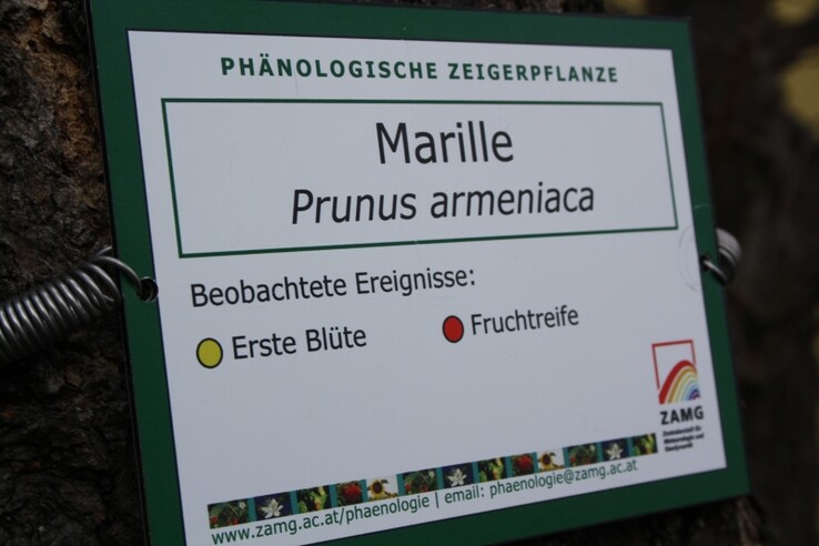 Marillenbaum KS Steiermark