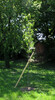 ZAMG Sorbus aucuparia