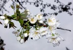 Vogelkirsche Blüte 