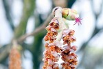 Haselblüte - Weiblich u.Männl.