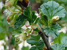 Blüte der Stachelbeere, 18.04.08