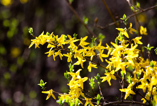 Forsythie