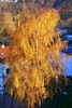Goldene Birke -Kufstein