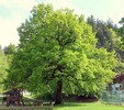 Eichenbaum-Kufstein