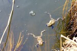 Die 1.Frösche am Froschweiher Morsbach-Kuftsein