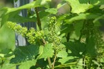 Klosterneuburg Weinblüte 20080609