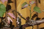 Isabellatraube nach den Nachtfrösten in der Südsteiermark