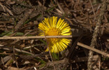 Huflattich Gosau_9.3.2014
