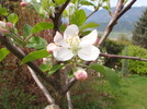 Apfelblüte Sorte Elstar