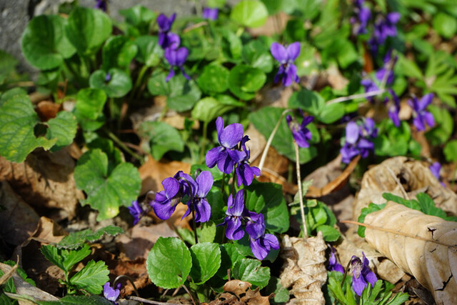 Wohlriechendes Veilchen 