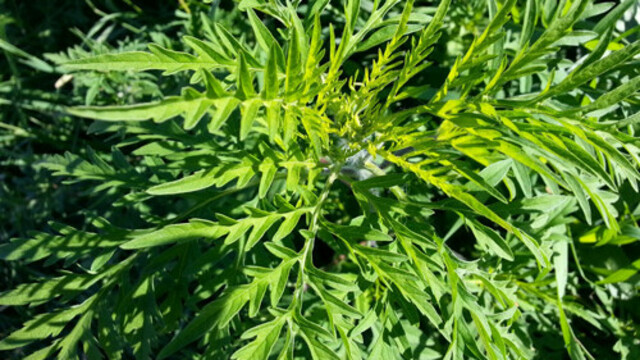 Ragweed/Beifußblättriges Traubenkraut