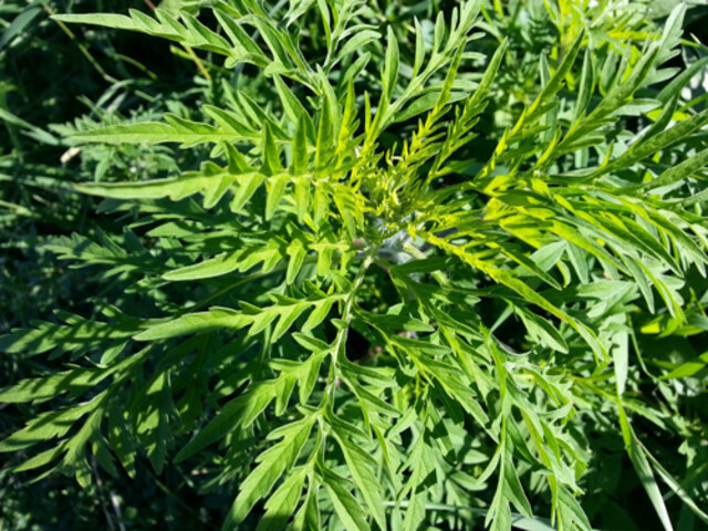 Ragweed/Beifußblättriges Traubenkraut