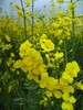 Raps 26.04.2010 (4)
