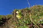 Schlüsselblume im Herbst 27.10.15