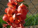 Blüte der Zitronenquitte, Obst-+Ziergehölz