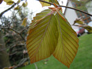 Rotbuche (Fagus sylvatica) Blattentfaltung