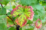 Weinblätter in Färbung