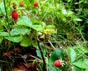 Walderdbeeren Reife, Endach
