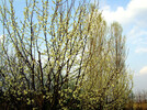 Zwetschkenblüte 12.4.2008 in Alberndorf