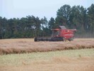Marchfeld 3.7.2008