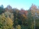 Wald-Blattverfärbung_15.10.2013 