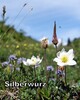 Silberwurz, Walleralm, Schwoich