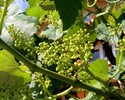 Weinreben  Fruchtansatz, Kufstein