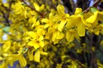 Forsythienblüte 29.03.16