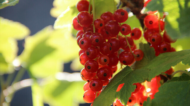 Ribisel/Rote Johannisbeere