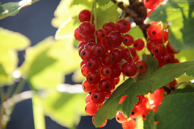 Ribisel/Rote Johannisbeere