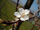 prunus domestica - Zwetschke