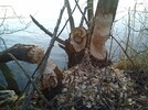 frische Biber Spur