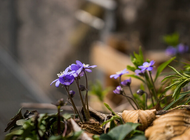 Leberblümchen