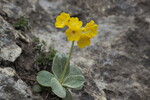 Platenigl (a.k.a Alpenaurikel) 18-05-01