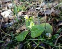 Schlüsselblume,15.02.20. -Kufstein