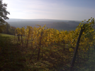 goldener Oktober - Blattverfärbung Weinrebe