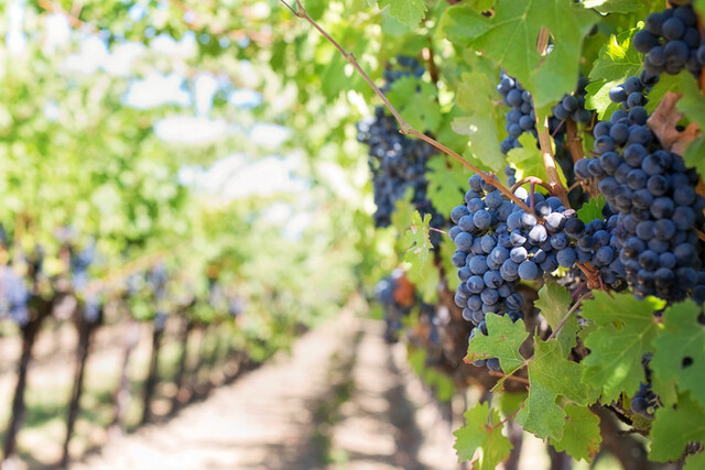 Weinrebe