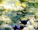 Wasseramsel Weissache Kufstein