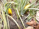 Krokusse in meinem Garten am 2.3. 2011
