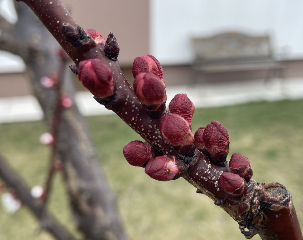 Rote Marillenknospen am 26.2.2022 in Wien