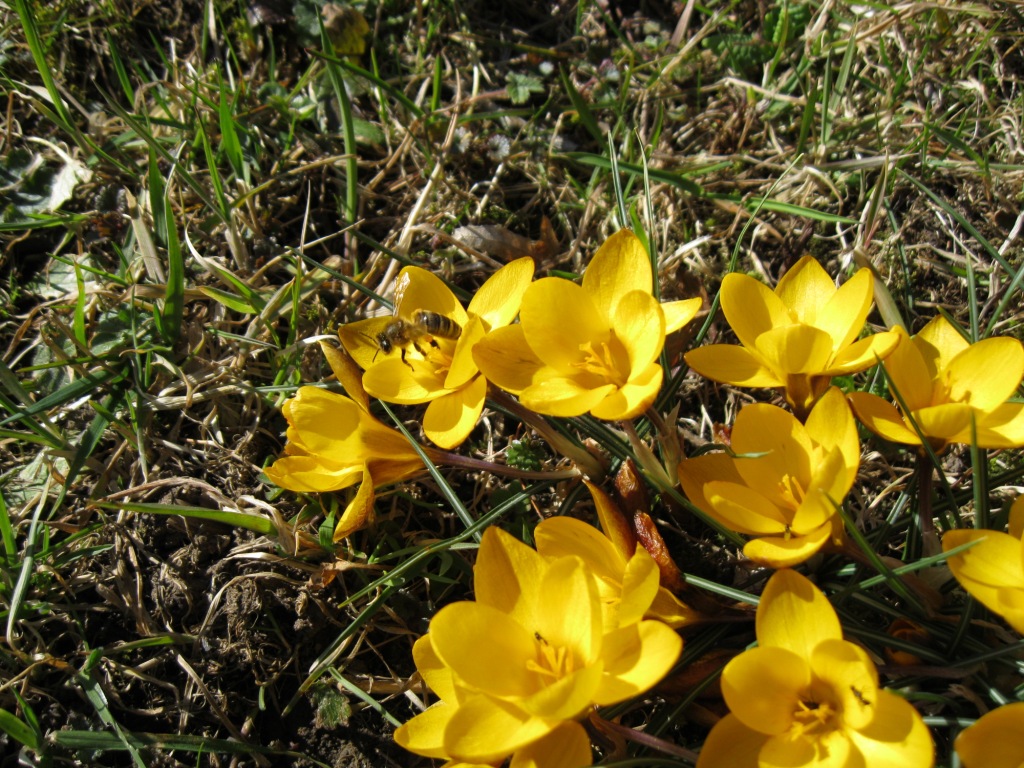 Erste Biene 16. März 2012