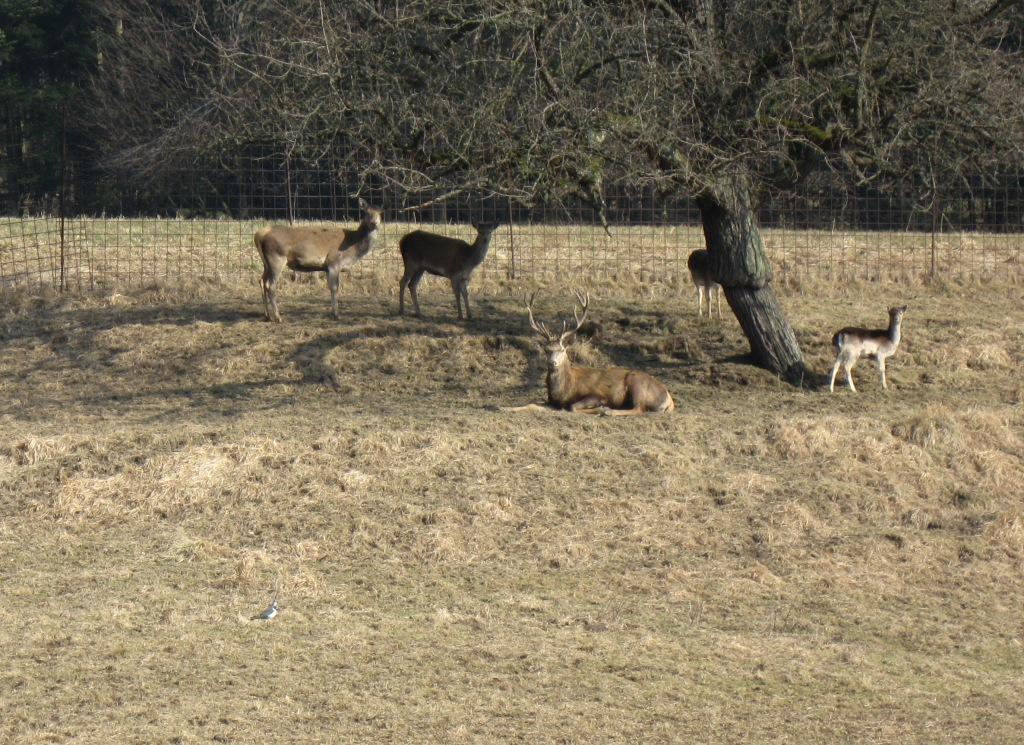 Kiebitz_im_Hirschgatter_04_März_2011